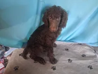 Ranger, a male Poodle - Standard  for sale in Stockton, MO – 2 of 3
