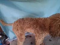 Rocky, a male Poodle - Standard  for sale in Stockton, MO – 4 of 4