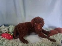 Simba, a male Poodle - Standard  for sale in Stockton, MO – 4 of 4