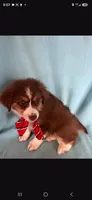 Bear, a male Miniature Australian Shepherd for sale in Stockton, MO – 5 of 6