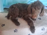 Ranger, a male Poodle - Standard  for sale in Stockton, MO – 3 of 3