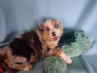 Echo, a male Miniature Australian Shepherd for sale in Stockton, MO – 1 of 3