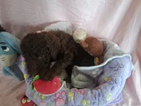 Dixie female, a female Poodle - Standard  for sale in Stockton, MO – 1 of 5