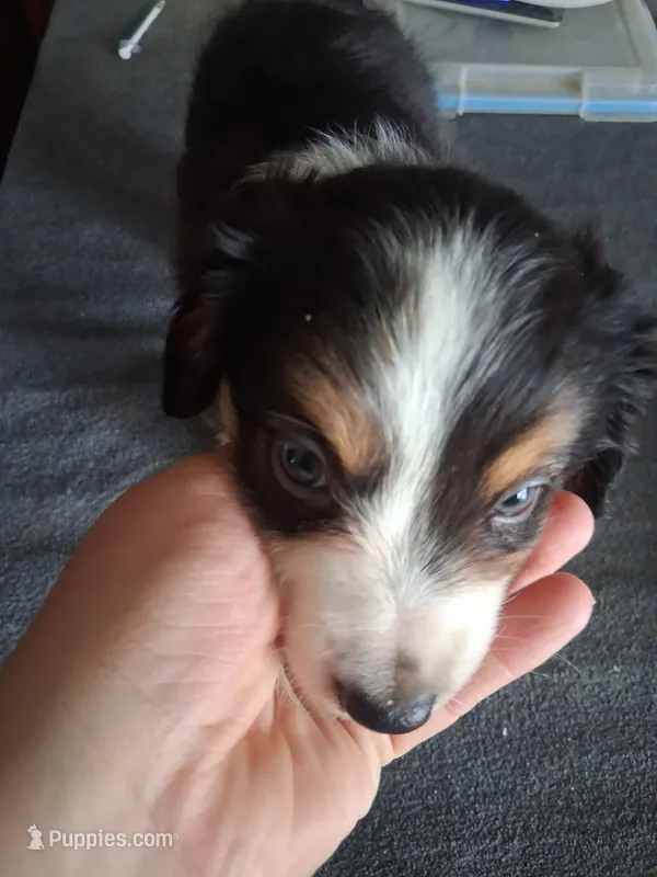 Willa – Miniature Australian Shepherd puppy for sale in Stockton, MO