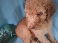 Moose, a male Poodle - Standard  for sale in Stockton, MO – 3 of 4