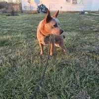 Tigress, a female Australian Cattle Dog for sale in Stockton, MO – Photo 4 of 4