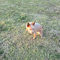 Tigress, a female Australian Cattle Dog for sale in Stockton, MO – Photo 3 of 4