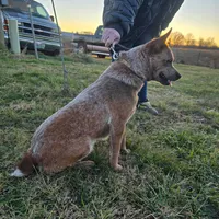Tigress, a female Australian Cattle Dog for sale in Stockton, MO – Photo 1 of 4