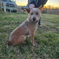 Tigress, a female Australian Cattle Dog for sale in Stockton, MO – Photo 2 of 4