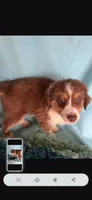 Bear, a male Miniature Australian Shepherd for sale in Stockton, MO – 2 of 6