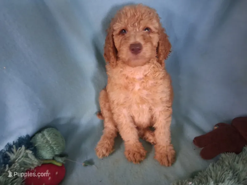 Dexter – Poodle - Standard  puppy for sale in Stockton, MO
