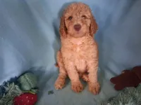 Dexter, a male Poodle - Standard  for sale in Stockton, MO – 6 of 6