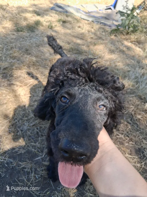 Whisky – Poodle - Standard  puppy for sale in Stockton, MO