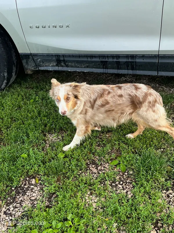 Loco – Miniature Australian Shepherd puppy for sale in Stockton, MO