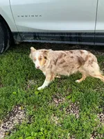 Loco, a female Miniature Australian Shepherd for sale in Stockton, MO – 3 of 3