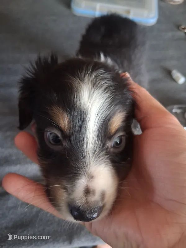 Daisy – Miniature Australian Shepherd puppy for sale in Stockton, MO