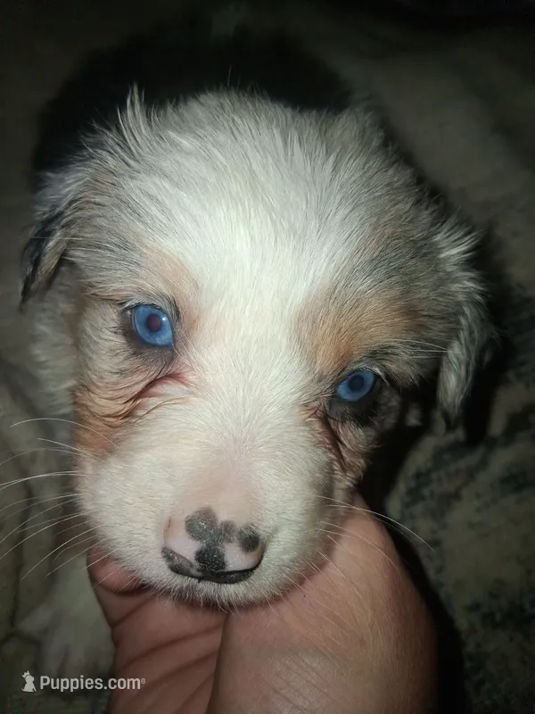Echo – Miniature Australian Shepherd puppy for sale in Stockton, MO