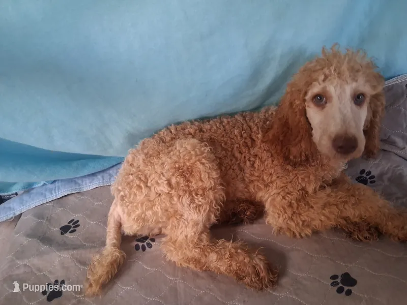 Rocky – Poodle - Standard  puppy for sale in Stockton, MO