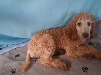 Rocky, a male Poodle - Standard  for sale in Stockton, MO – 1 of 4