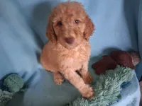 Dexter, a male Poodle - Standard  for sale in Stockton, MO – 3 of 6