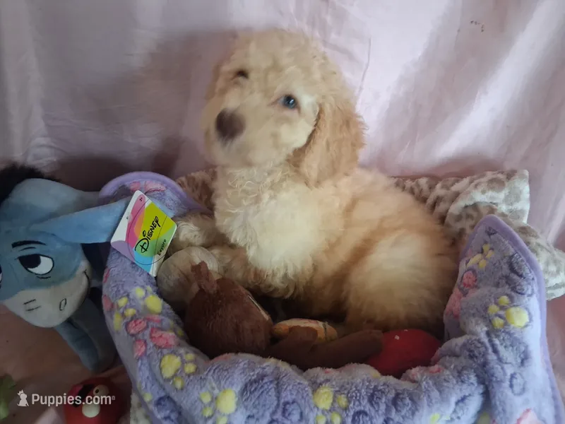 Rose – Poodle - Standard  puppy for sale in Stockton, MO