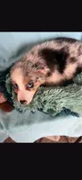 Echo, a male Miniature Australian Shepherd for sale in Stockton, MO – 3 of 3