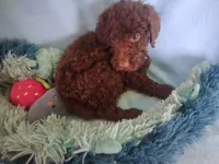 Simba, a male Poodle - Standard  for sale in Stockton, MO – 1 of 4