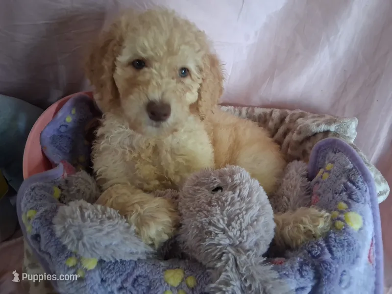 Rose – Poodle - Standard  puppy for sale in Stockton, MO
