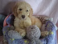 Rose, a female Poodle - Standard  for sale in Stockton, MO – 7 of 7