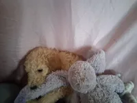 Poppy, a female Poodle - Standard  for sale in Stockton, MO – 5 of 6