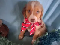 Tango, a male Miniature Australian Shepherd for sale in Stockton, MO – 4 of 4