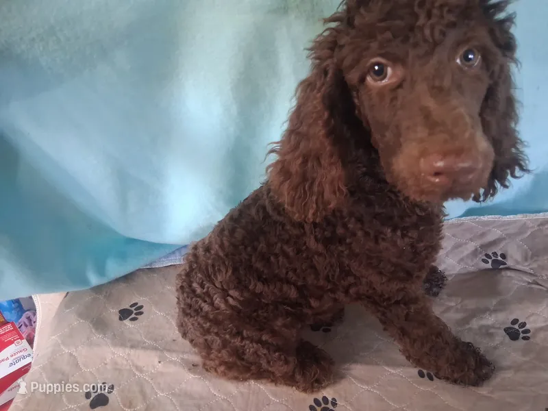 Brownie – Poodle - Standard  puppy for sale in Stockton, MO
