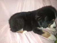 Sadie, a female Miniature Australian Shepherd for sale in Stockton, MO – 2 of 6