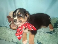 Rufus, a male Miniature Australian Shepherd for sale in Stockton, MO – 6 of 6