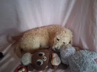 Poppy, a female Poodle - Standard  for sale in Stockton, MO – 4 of 6
