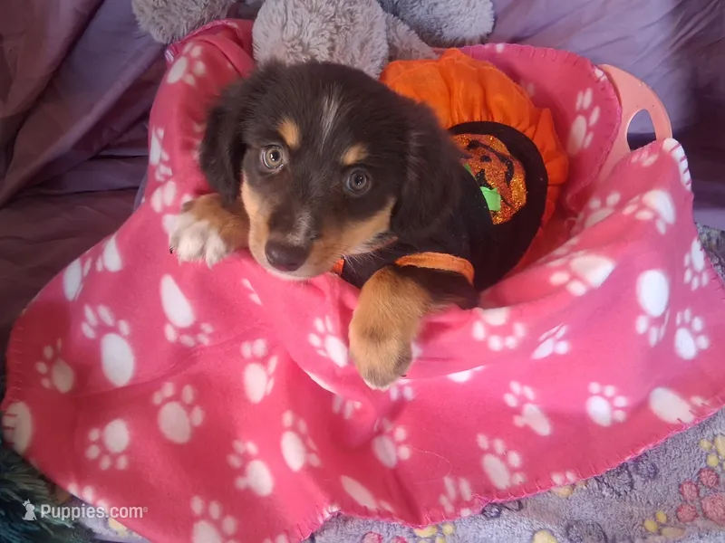 Fanny – Miniature Australian Shepherd puppy for sale in Stockton, MO
