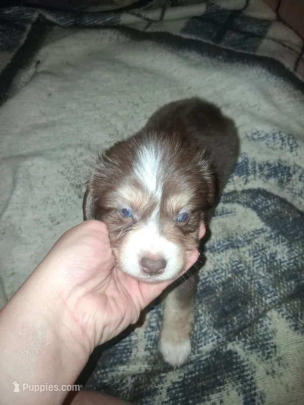 Yogi – Miniature Australian Shepherd puppy for sale in Stockton, MO