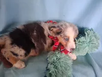 Echo, a male Miniature Australian Shepherd for sale in Stockton, MO – 2 of 3