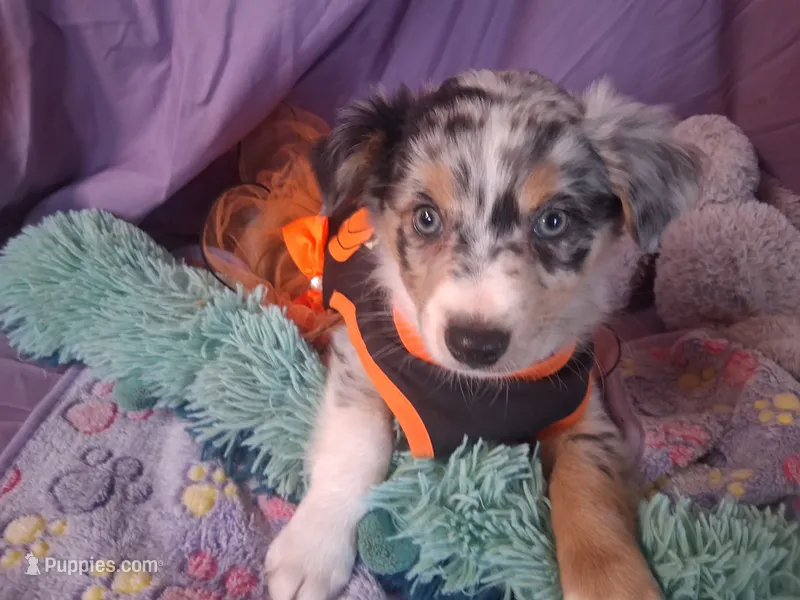 Stella – Miniature Australian Shepherd puppy for sale in Stockton, MO