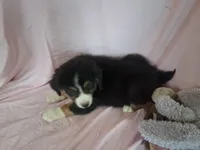 Sadie, a female Miniature Australian Shepherd for sale in Stockton, MO – 4 of 6