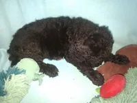Whisky, a male Poodle - Standard  for sale in Stockton, MO – 4 of 6