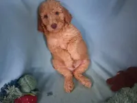 Dexter, a male Poodle - Standard  for sale in Stockton, MO – 1 of 6