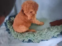 Dexter, a male Poodle - Standard  for sale in Stockton, MO – 5 of 6