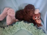 Brownie, a male Poodle - Standard  for sale in Stockton, MO – 6 of 6