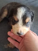 Roxie , a female Miniature Australian Shepherd for sale in Stockton, MO – 1 of 1
