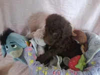 Dixie female, a female Poodle - Standard  for sale in Stockton, MO – 4 of 5