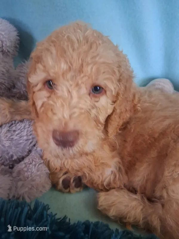 Rocky – Poodle - Standard  puppy for sale in Stockton, MO