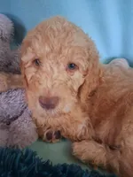 Rocky, a male Poodle - Standard  for sale in Stockton, MO – 1 of 4