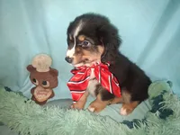 Rufus, a male Miniature Australian Shepherd for sale in Stockton, MO – 2 of 6