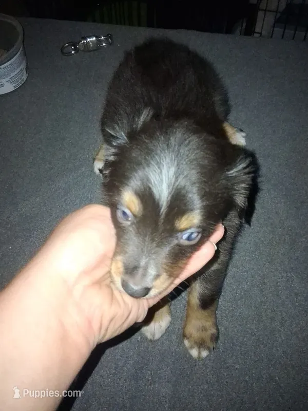 Fanny – Miniature Australian Shepherd puppy for sale in Stockton, MO
